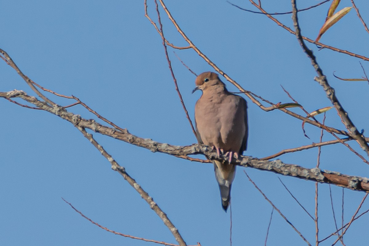 Mourning Dove - ML625478300
