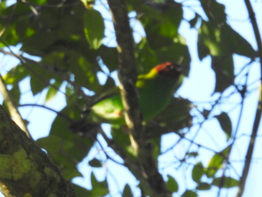 Bay-headed Tanager - ML625478324