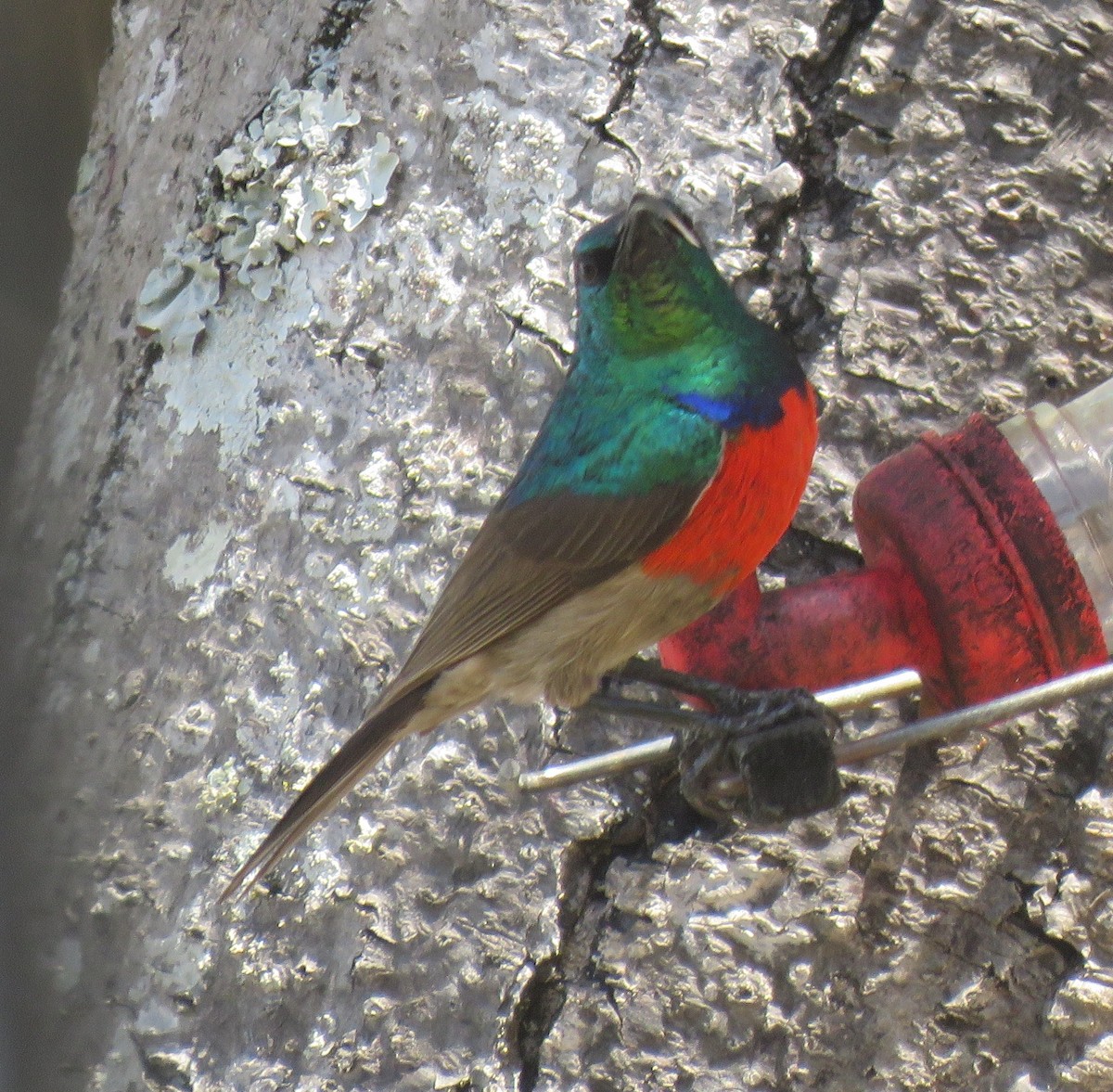 Greater Double-collared Sunbird - ML625478357