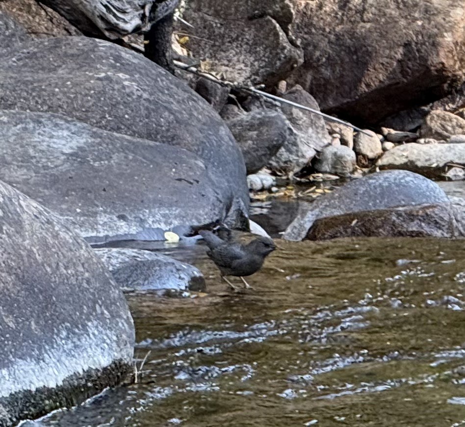 American Dipper - ML625478391