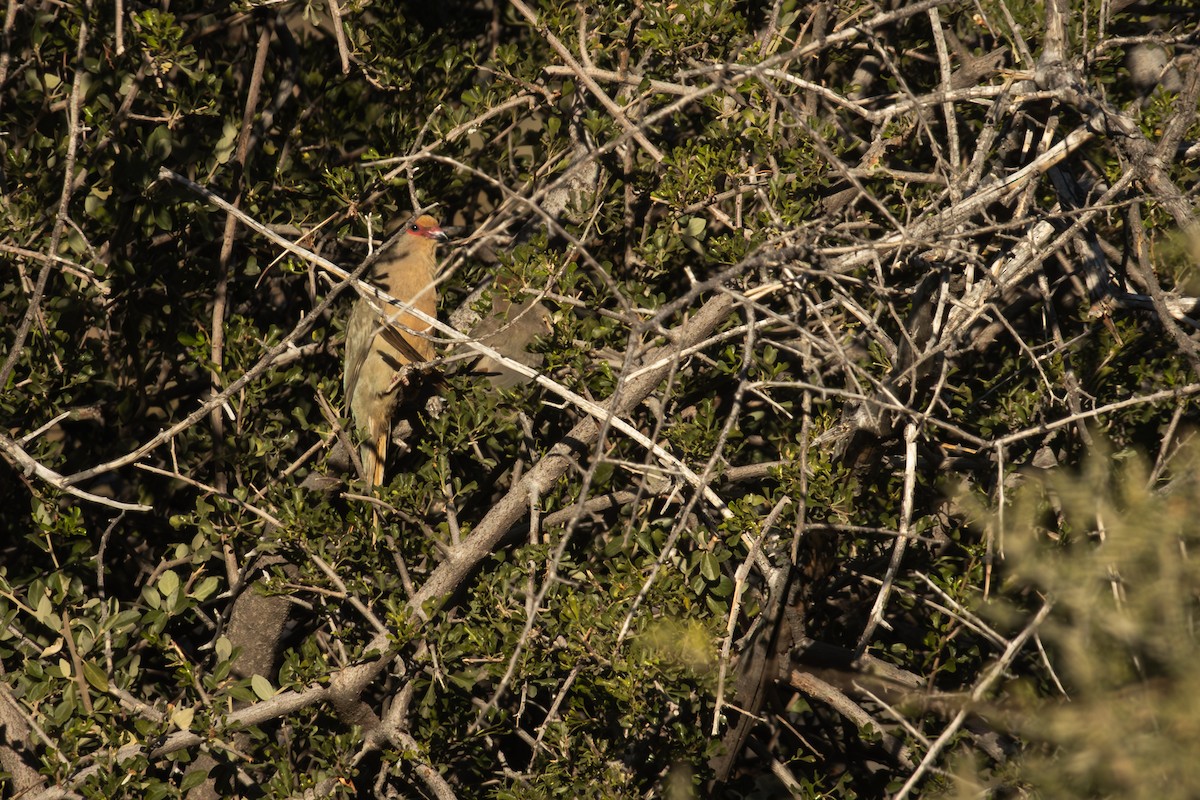 Red-faced Mousebird - Antonio Rodriguez-Sinovas