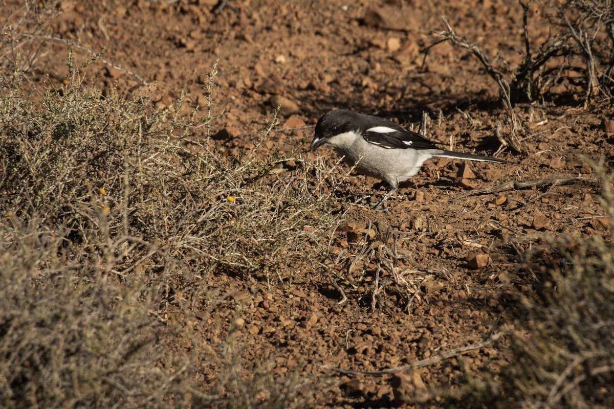 Southern Fiscal - Antonio Rodriguez-Sinovas