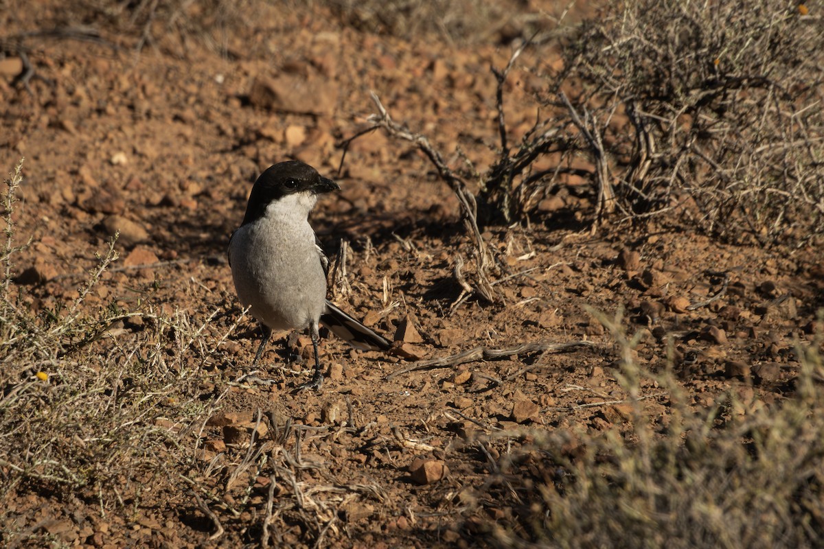 Southern Fiscal - Antonio Rodriguez-Sinovas