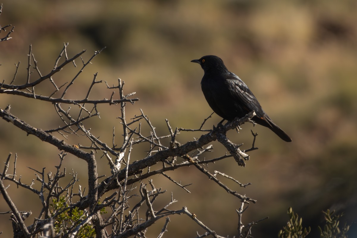 Pale-winged Starling - Antonio Rodriguez-Sinovas