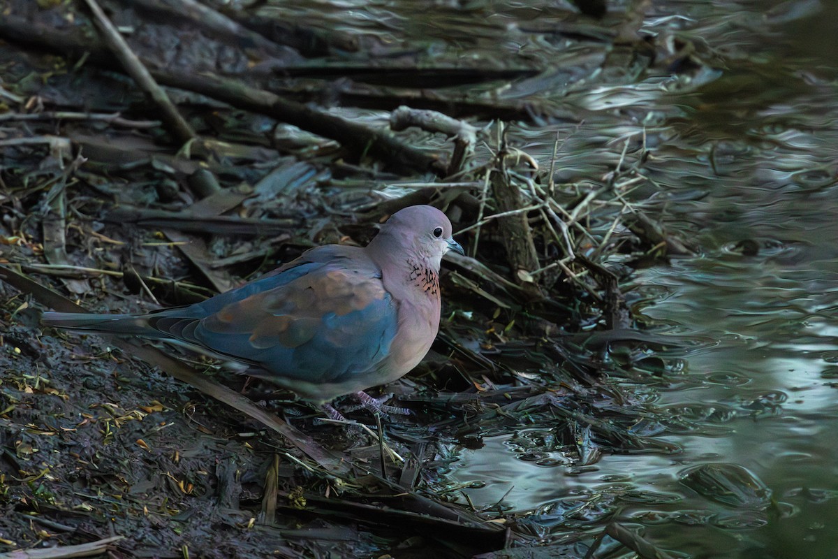 Laughing Dove - Antonio Rodriguez-Sinovas