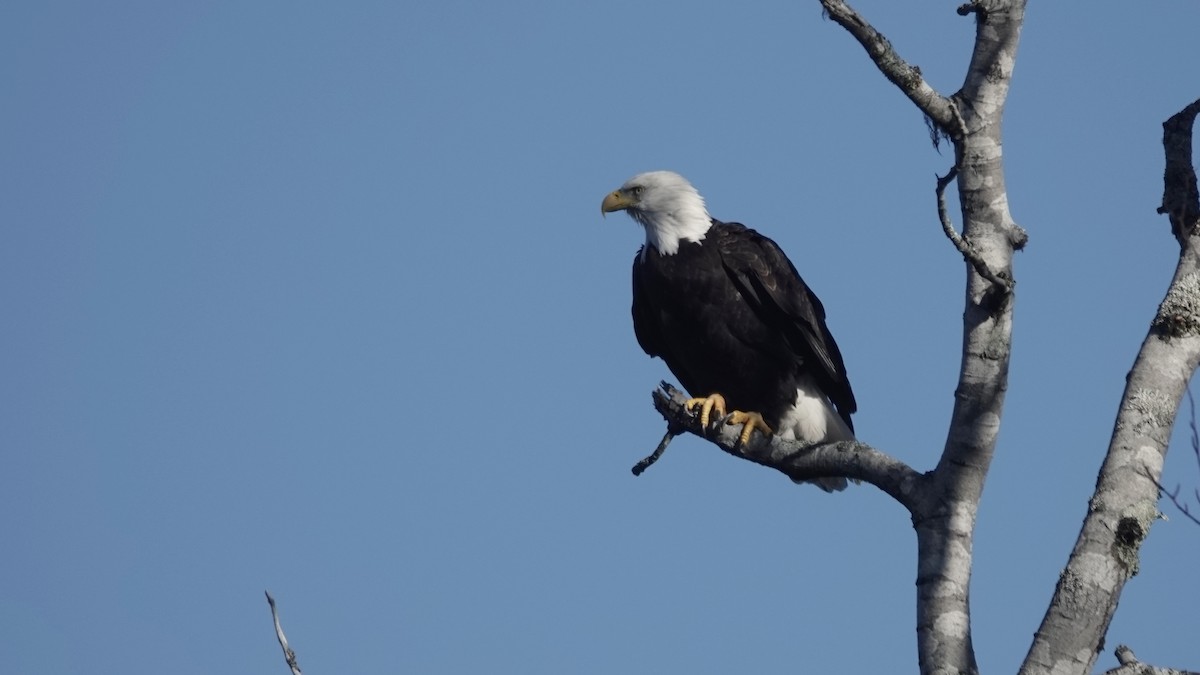 Bald Eagle - ML625478701