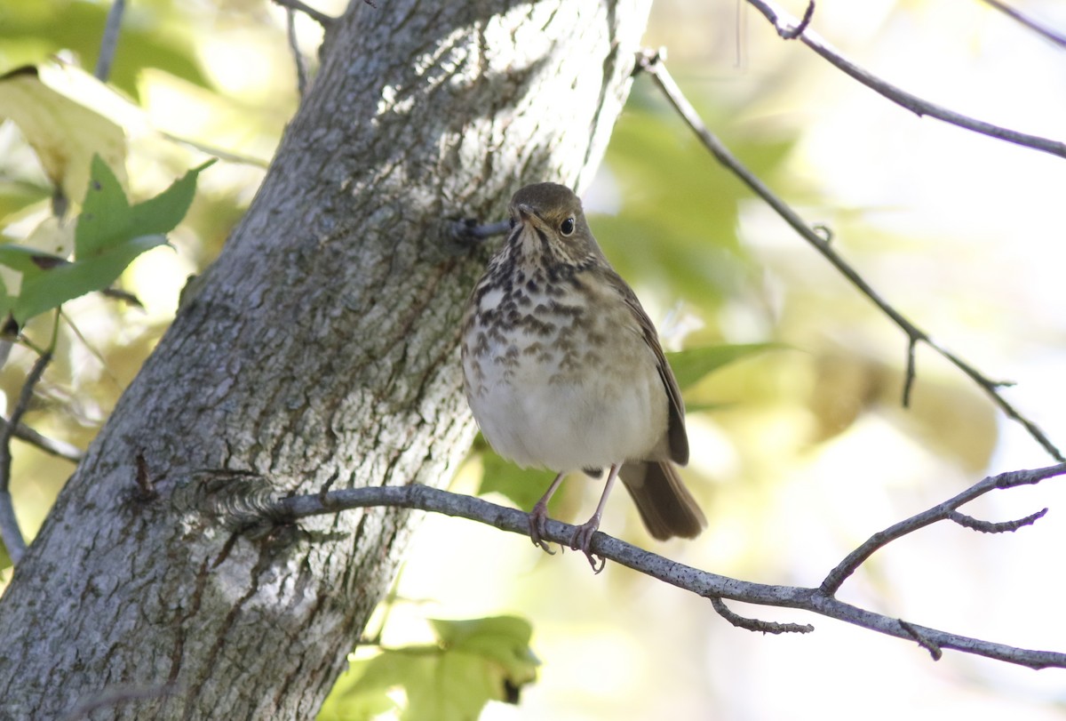 Hermit Thrush - ML625478722