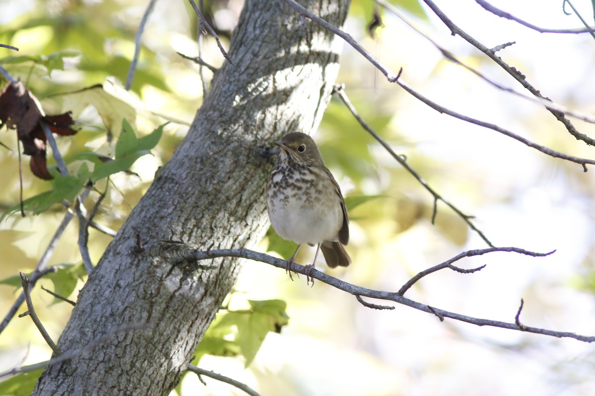 Hermit Thrush - ML625478723