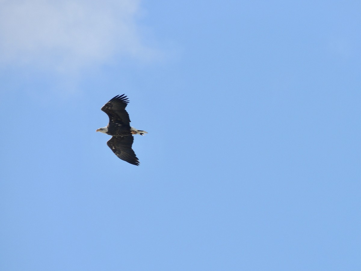 Bald Eagle - ML625478735