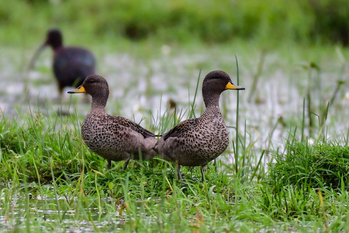 Yellow-billed Teal - ML625478736