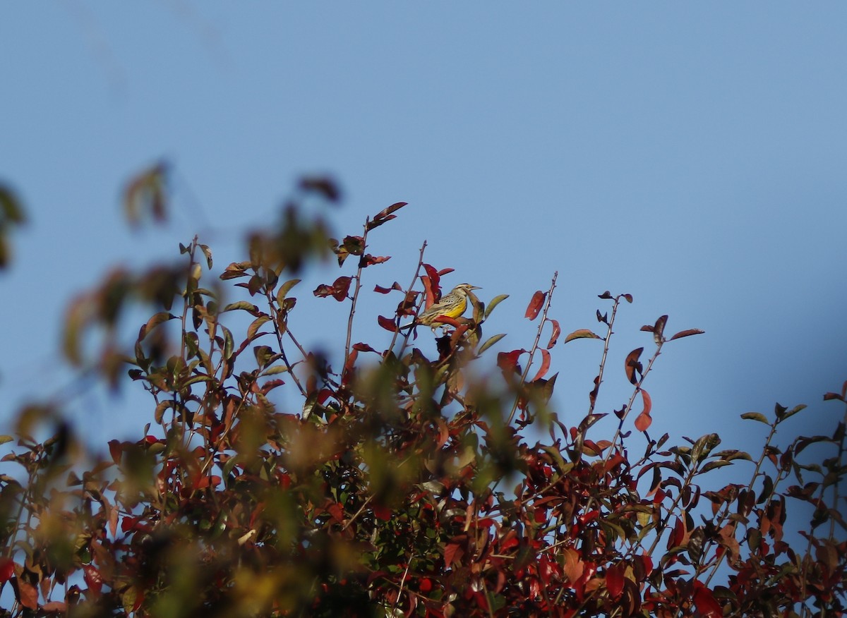 Eastern Meadowlark (Eastern) - ML625478743