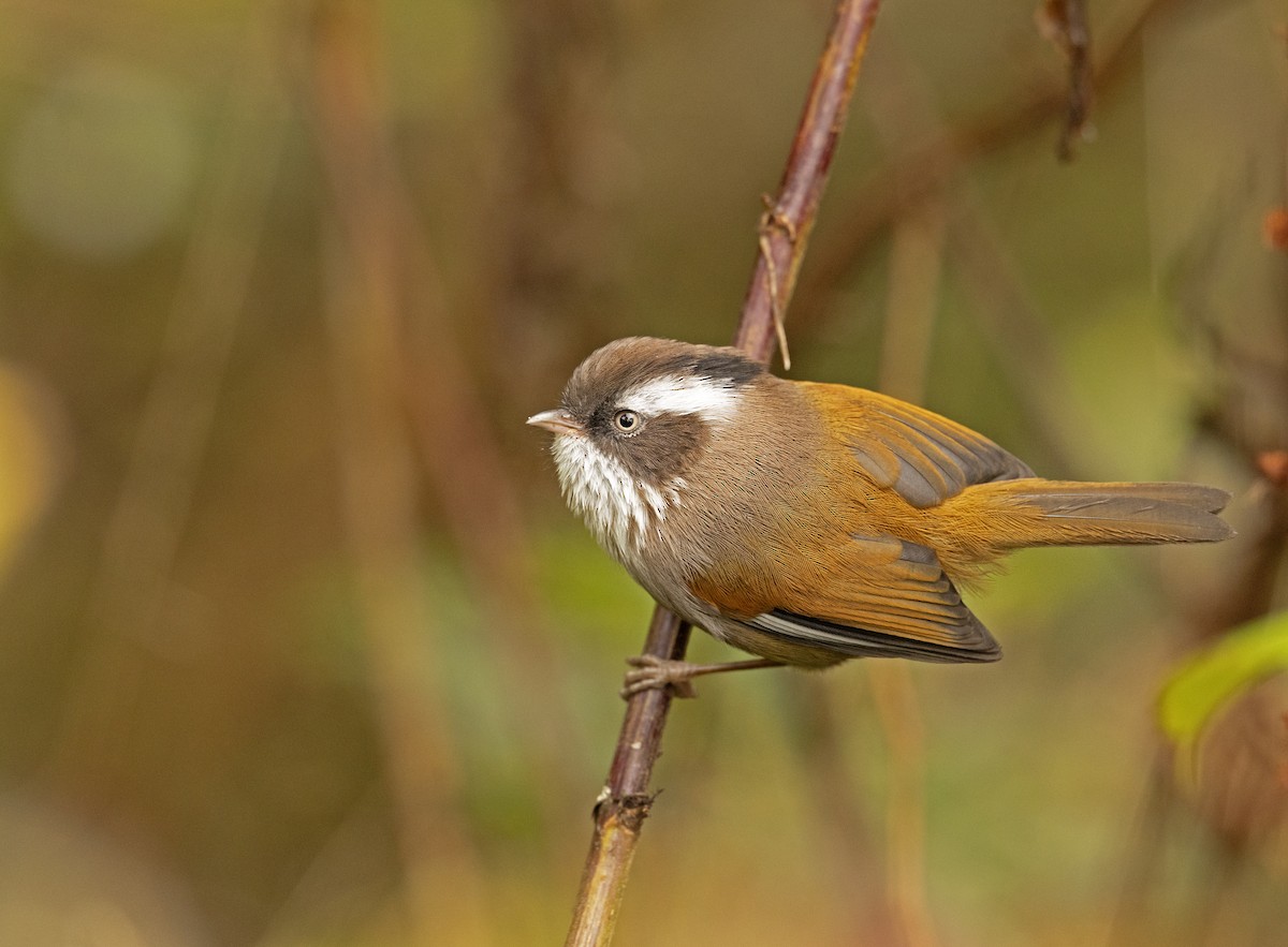 White-browed Fulvetta - ML625478772