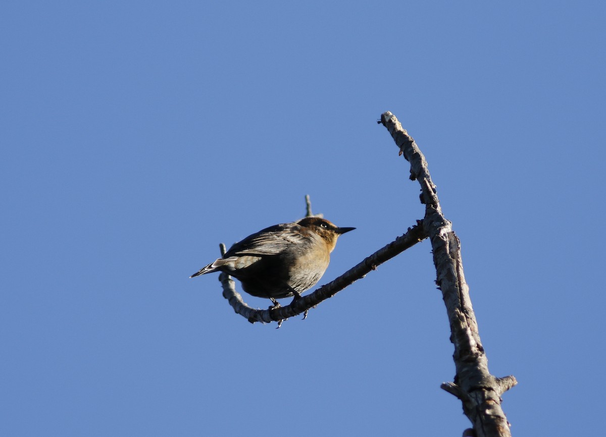 Rusty Blackbird - ML625478779