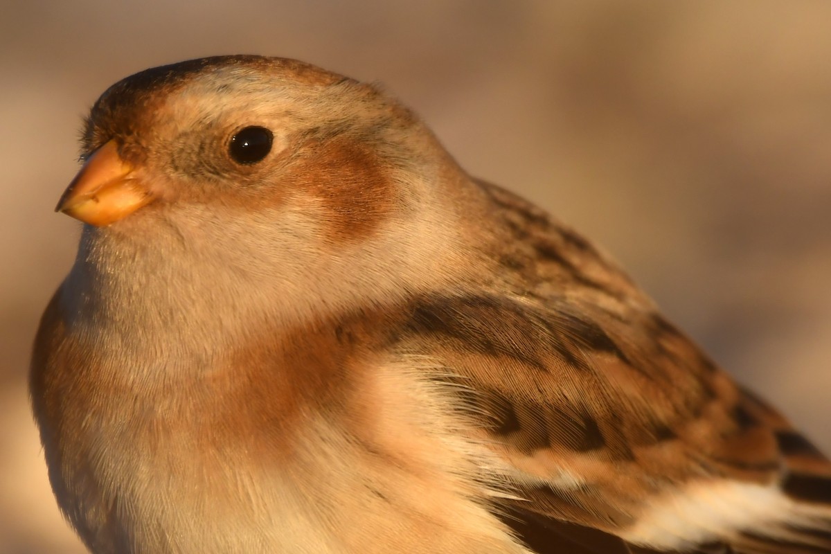 Snow Bunting - ML625478781