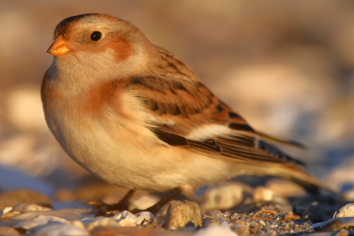 Snow Bunting - ML625478782