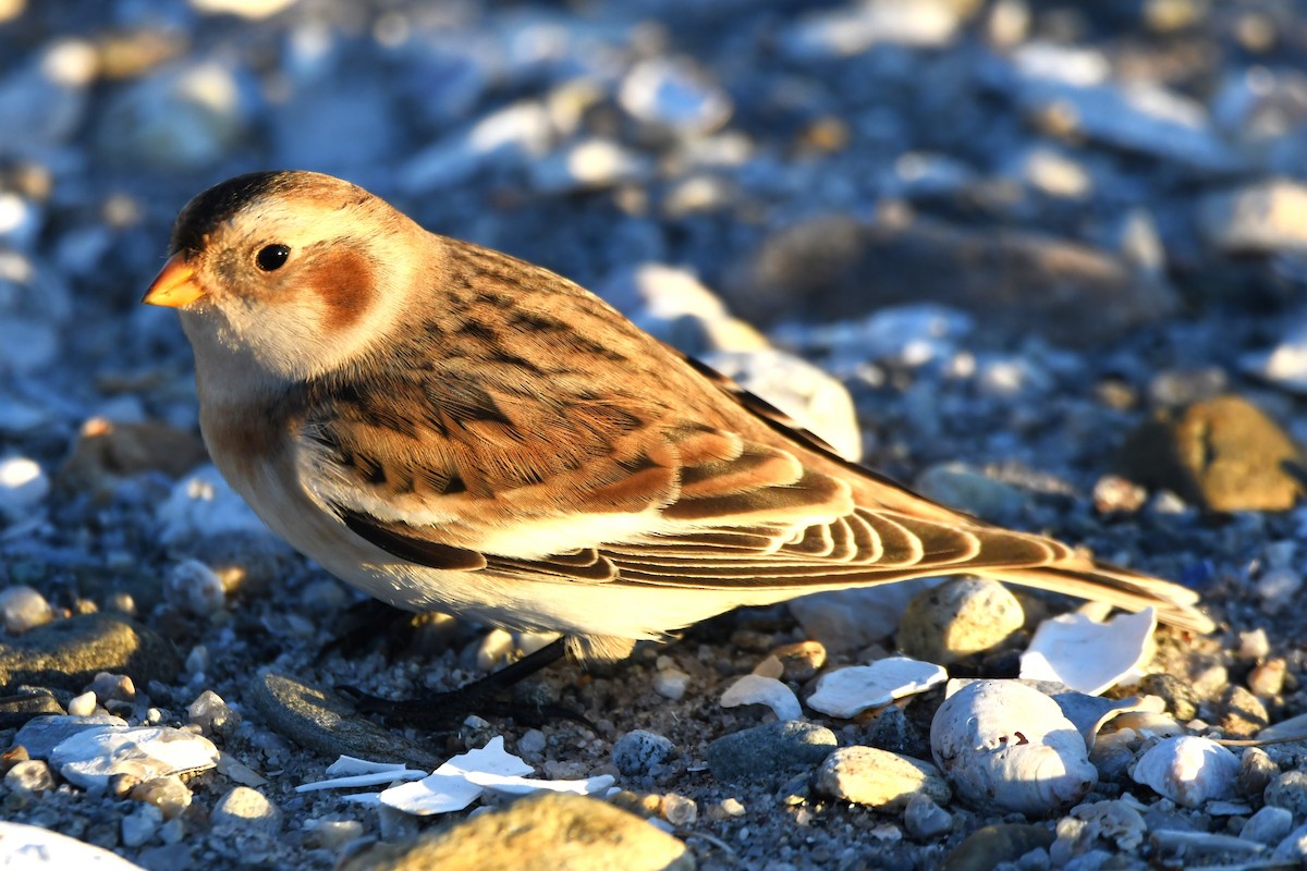 Snow Bunting - ML625478783