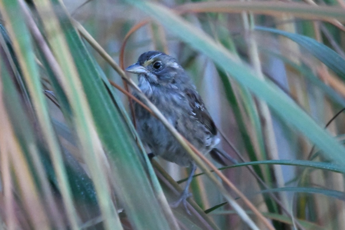 Seaside Sparrow - ML625478789