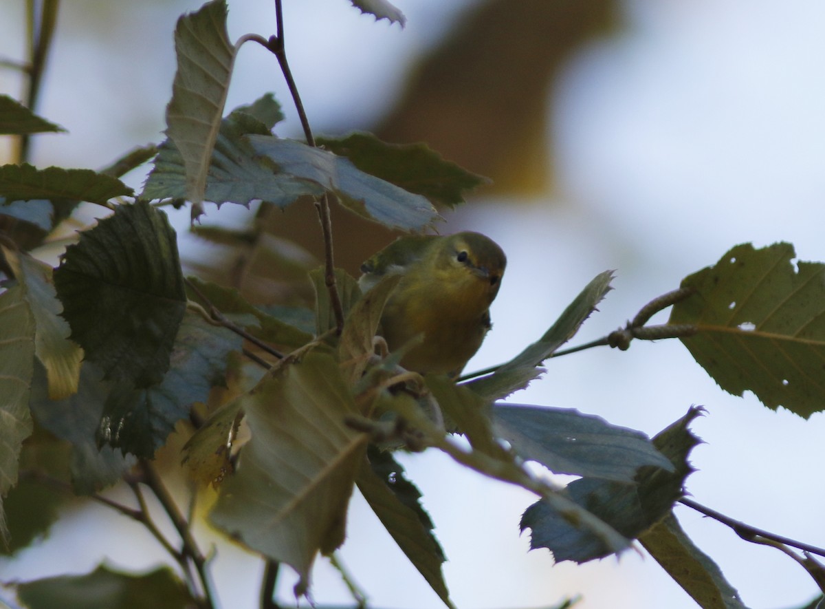 Tennessee Warbler - ML625478797