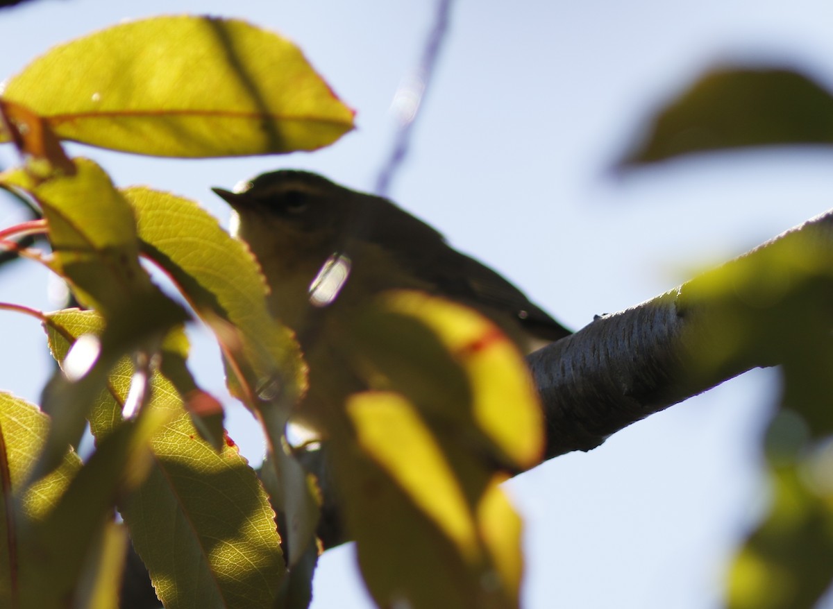 Black-throated Blue Warbler - ML625478807