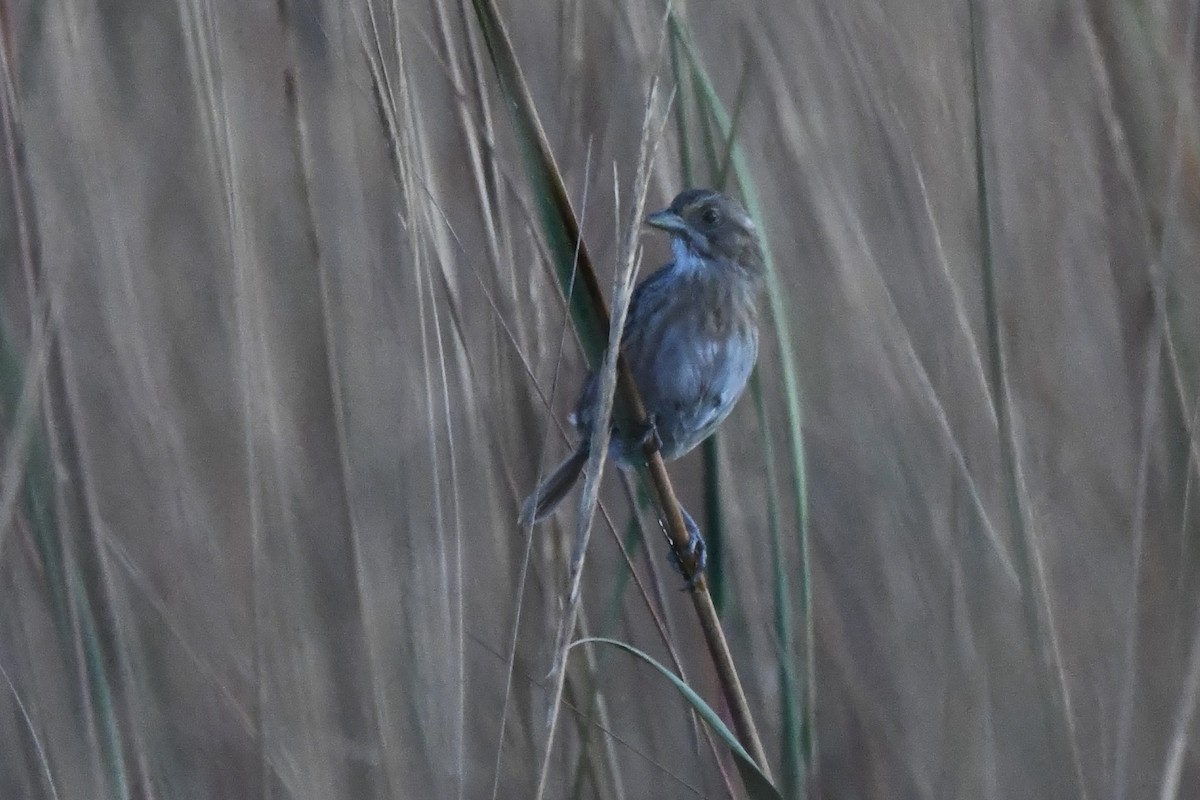 Seaside Sparrow - ML625478811