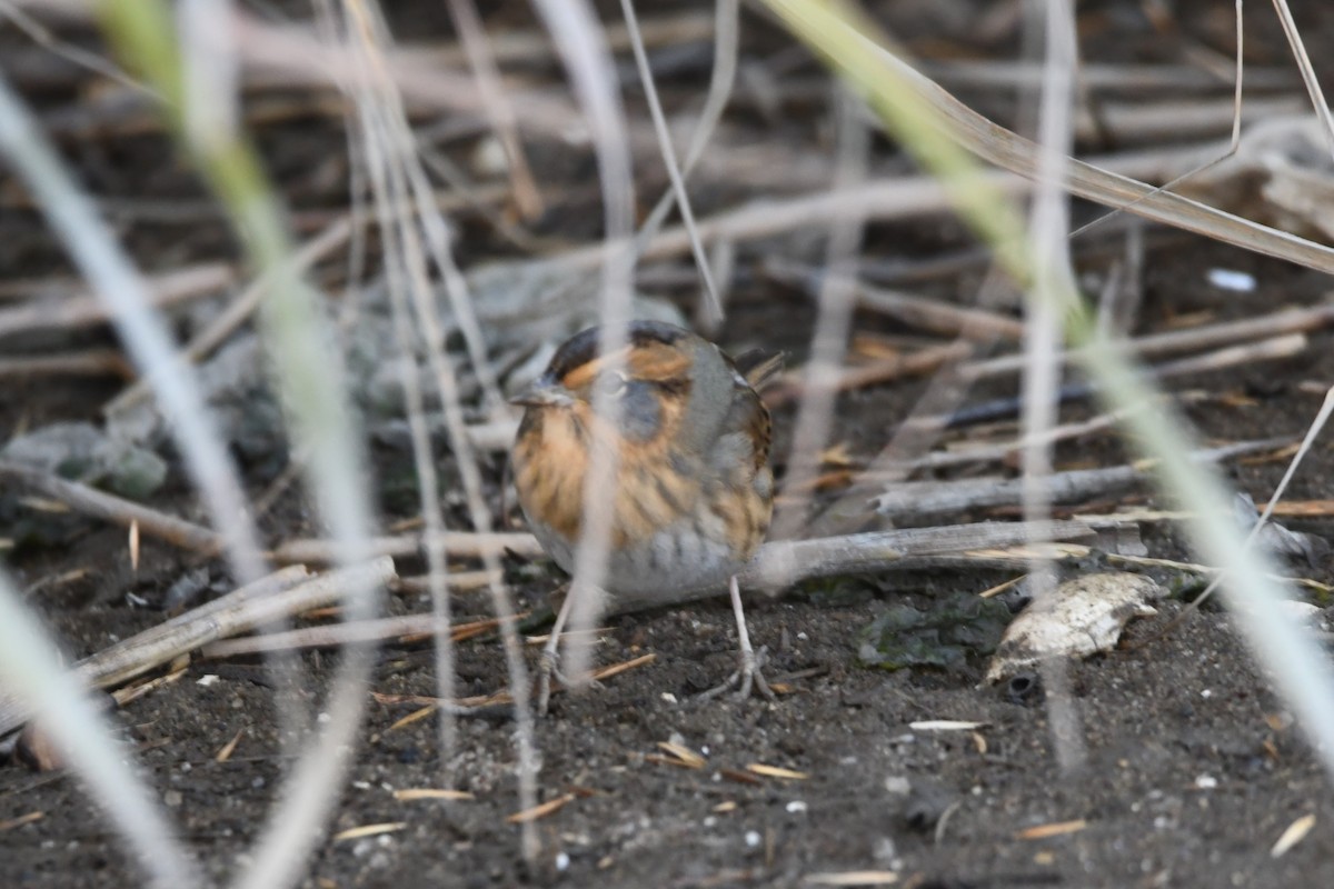 Nelson's Sparrow - ML625478817