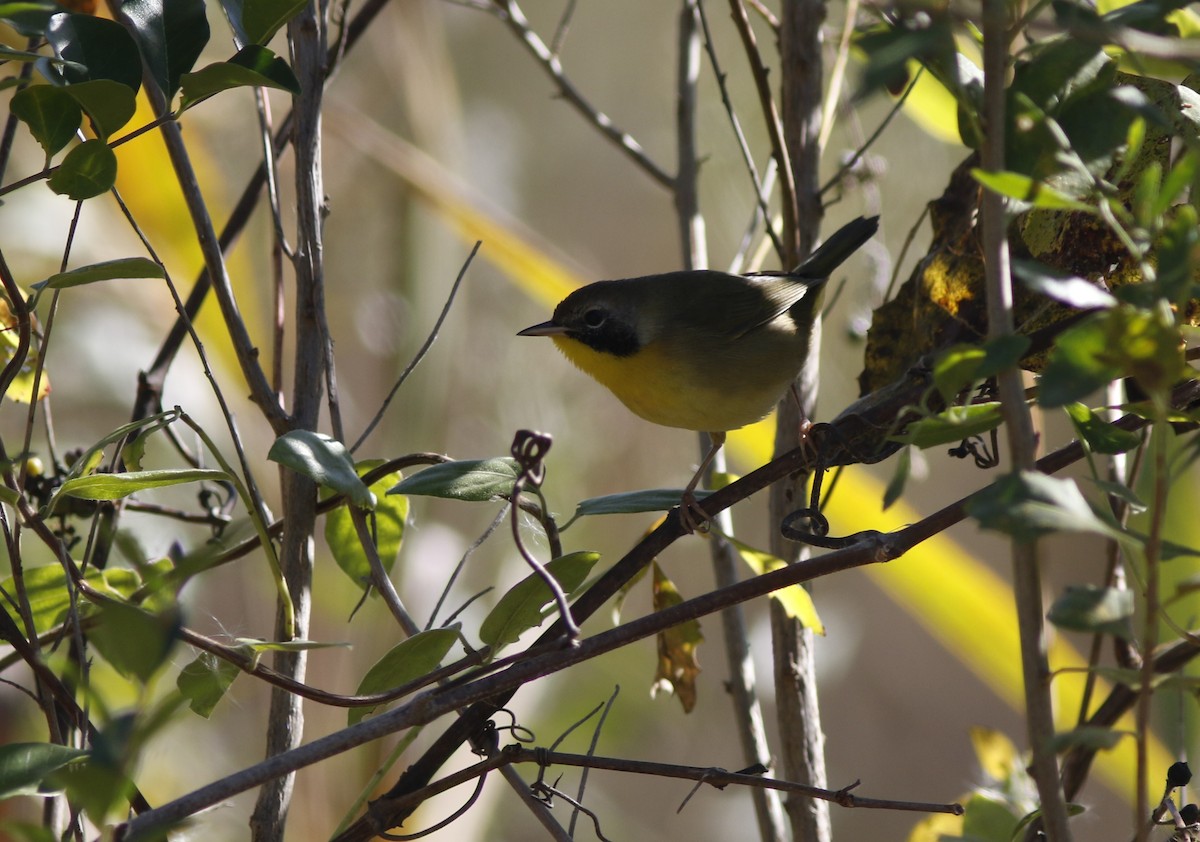 Common Yellowthroat - ML625478838