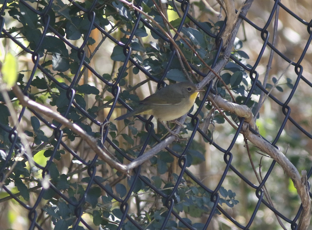 Common Yellowthroat - ML625478839