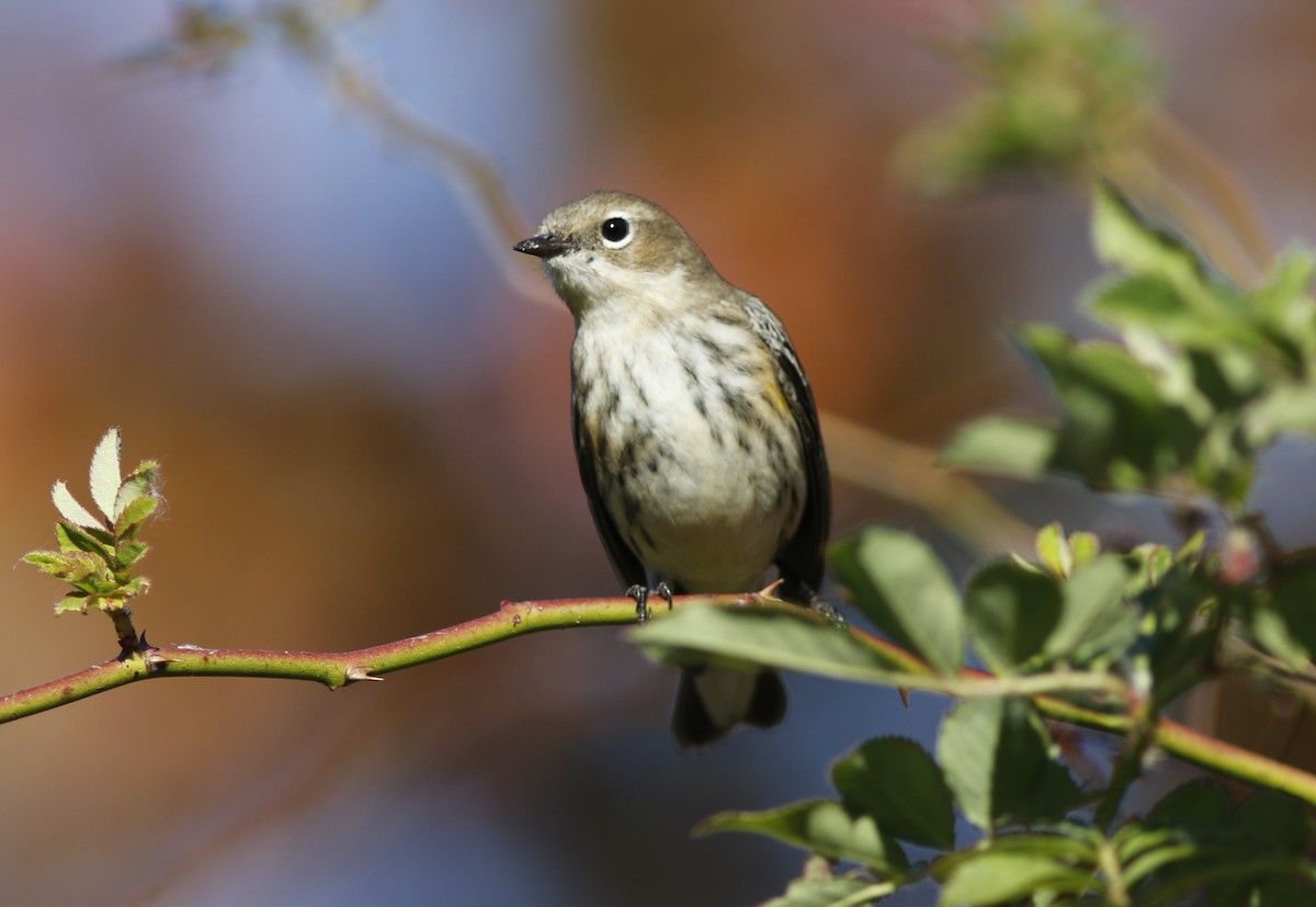 Yellow-rumped Warbler (Myrtle) - ML625478855