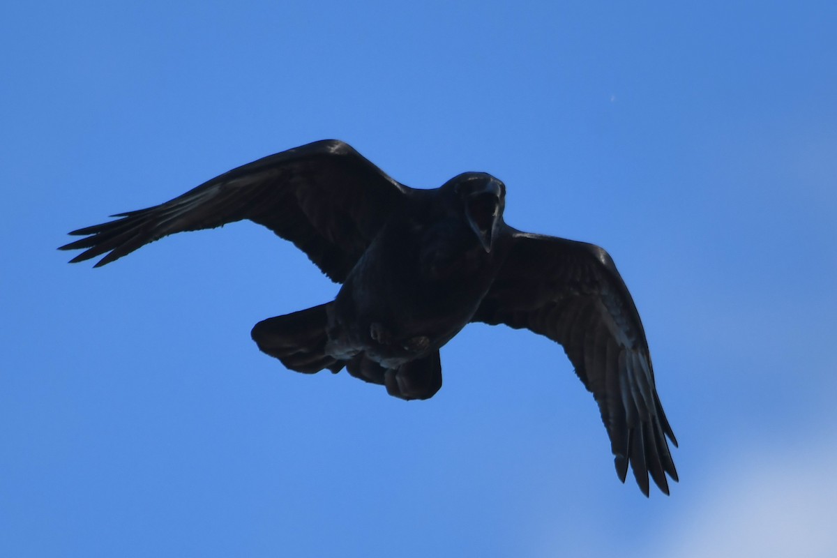 Common Raven - ML625478861