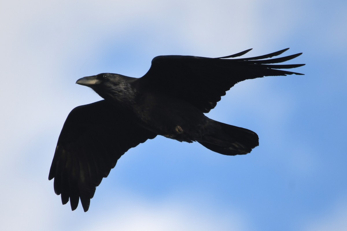 Common Raven - ML625478862