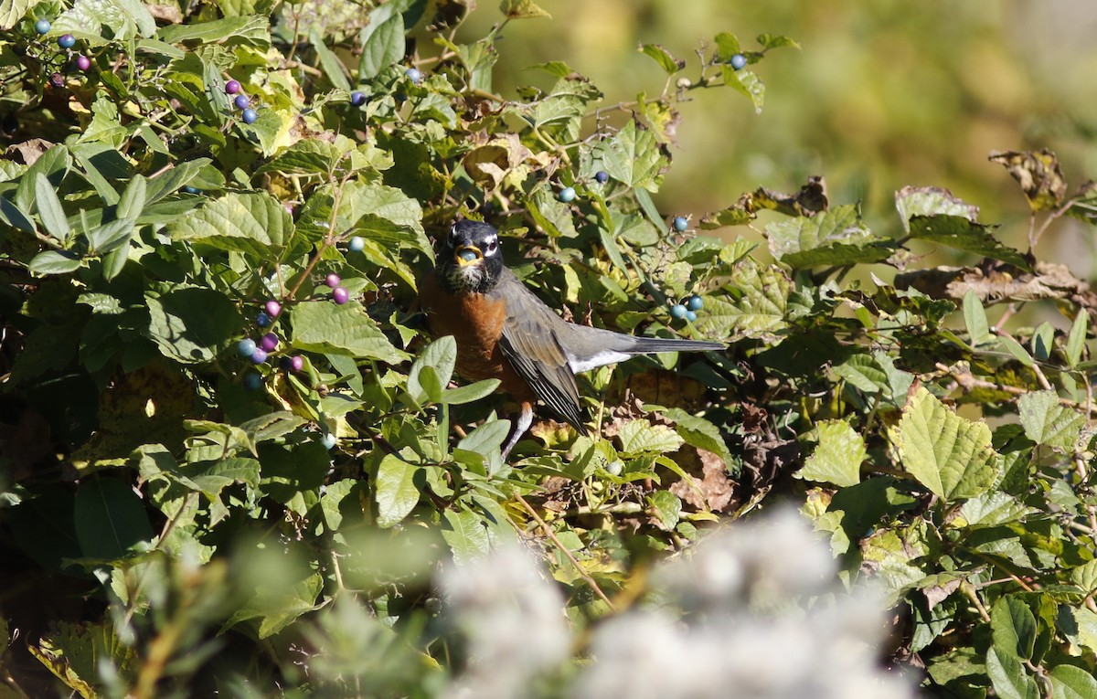 American Robin - ML625478869