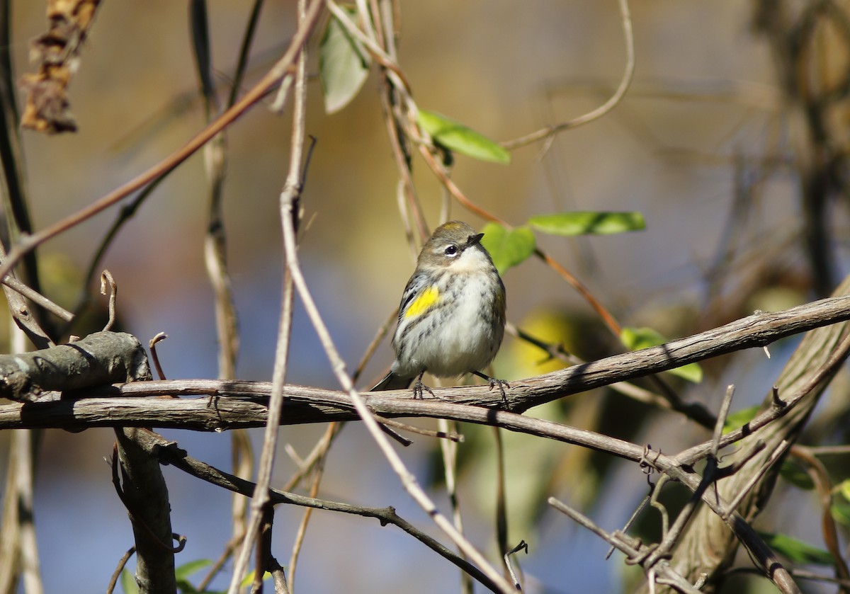 Yellow-rumped Warbler (Myrtle) - ML625478901