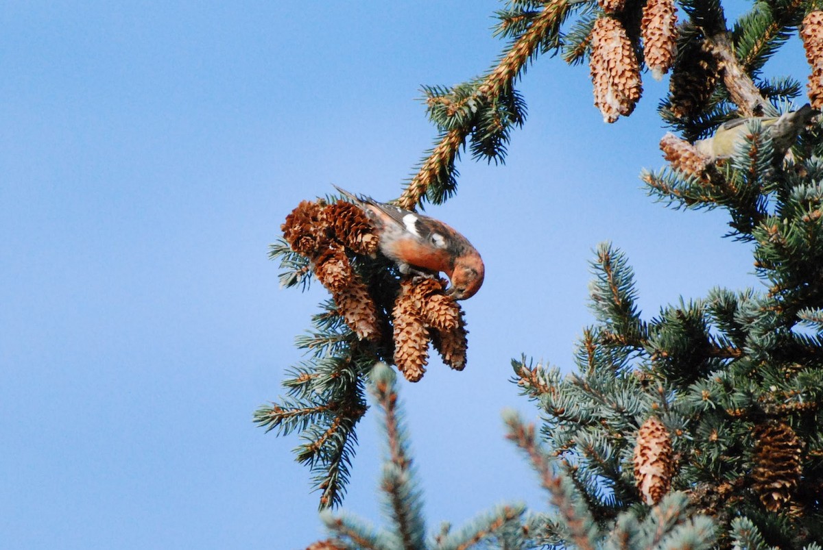 White-winged Crossbill - ML625478936