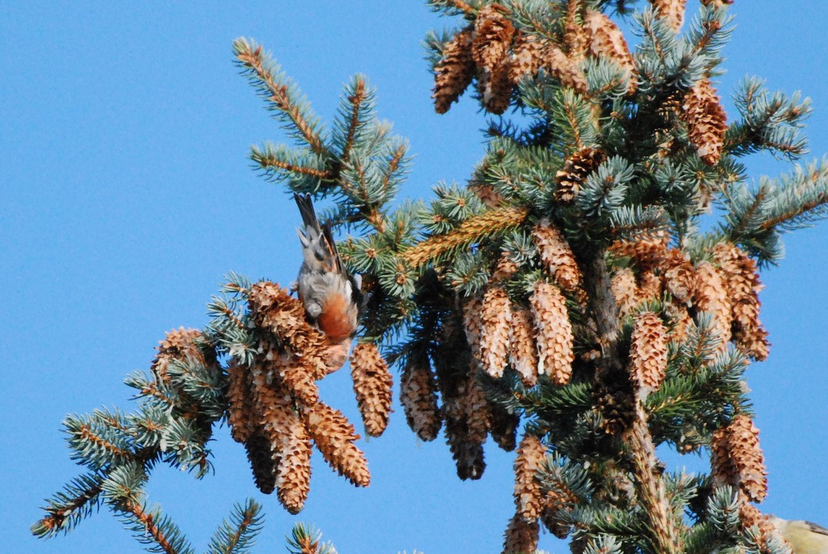 White-winged Crossbill - ML625478937