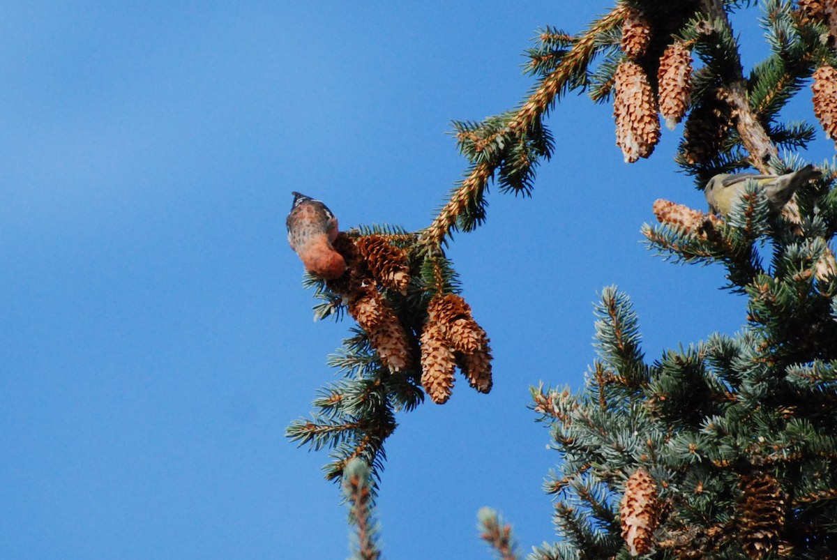 White-winged Crossbill - ML625478938