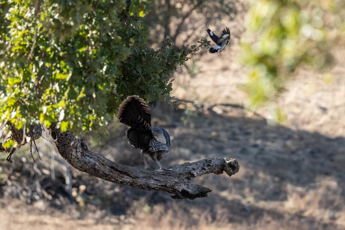 Wild Turkey - ML625478965