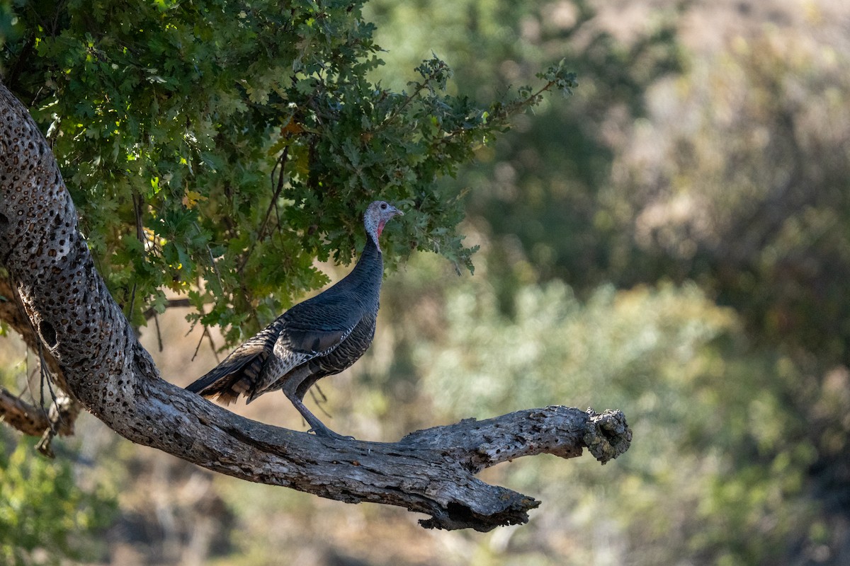 Wild Turkey - ML625478966