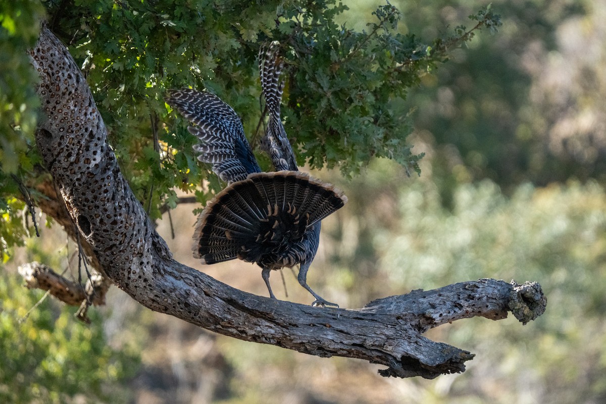 Wild Turkey - ML625478967