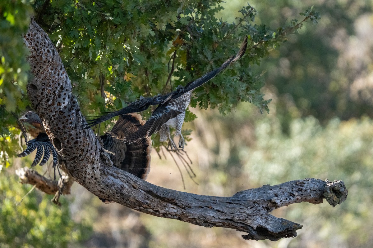 Wild Turkey - ML625478968