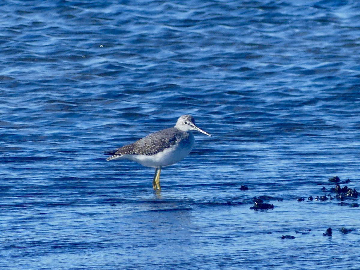 Greater Yellowlegs - ML625478972