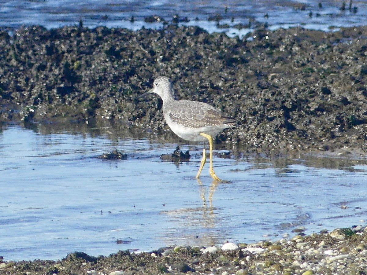 Greater Yellowlegs - ML625478973