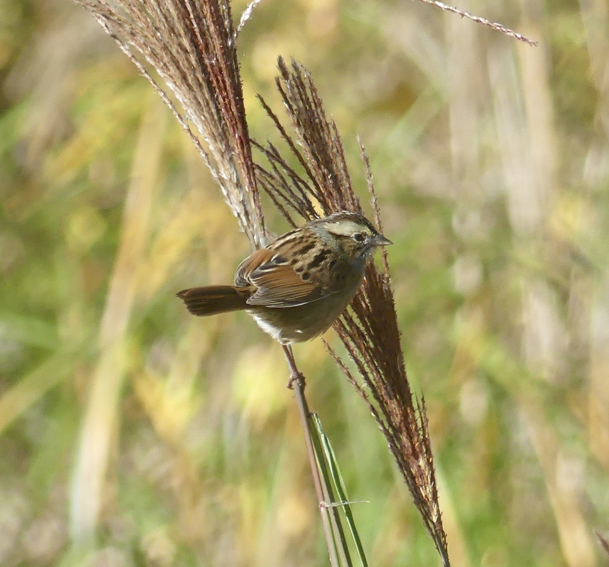 Swamp Sparrow - ML625478979