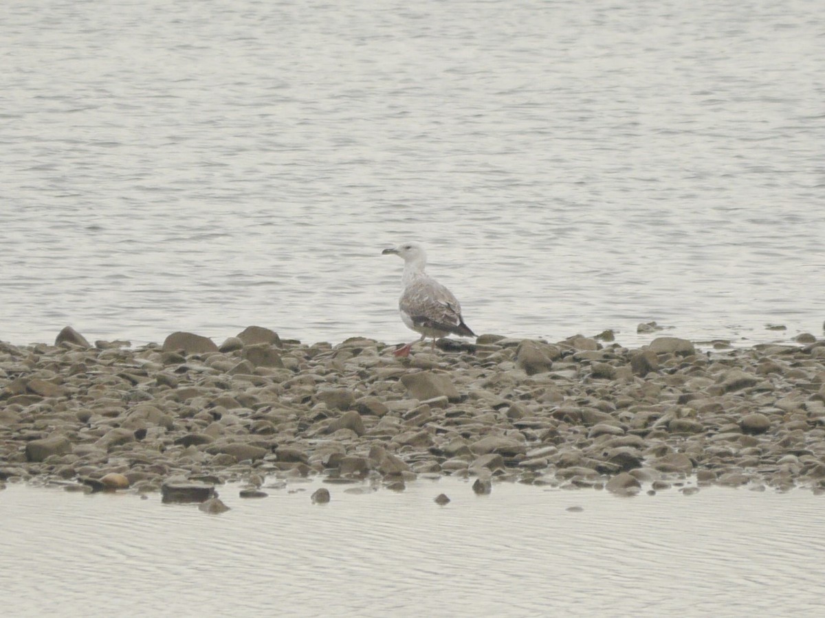 Caspian Gull - ML625478985