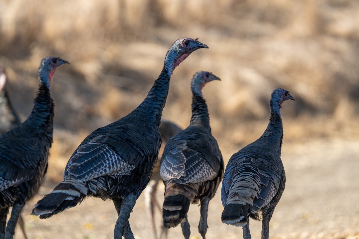 Wild Turkey - ML625479031