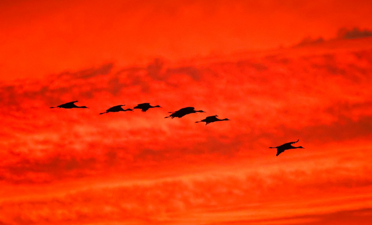 Sandhill Crane - ML625479164