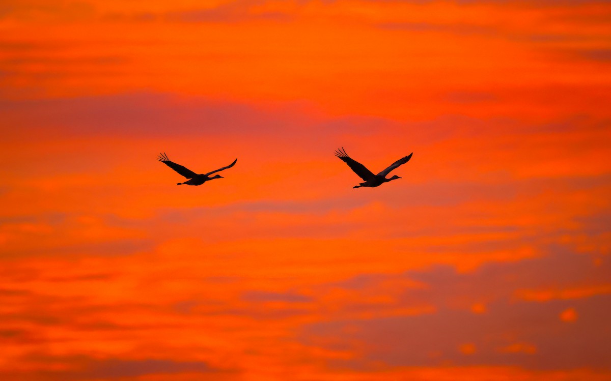 Sandhill Crane - ML625479165