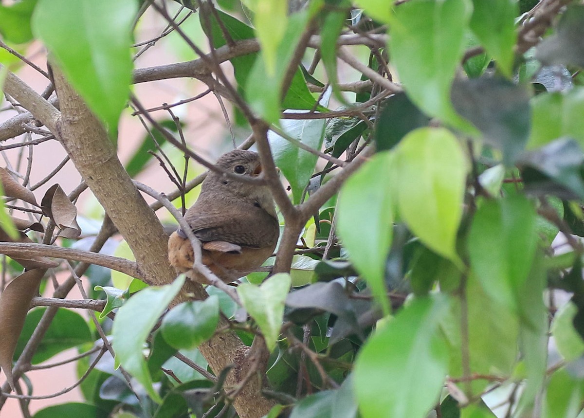 Southern House Wren - Nayana Amin