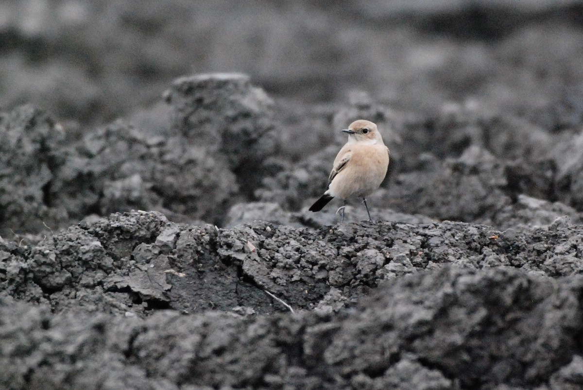 Desert Wheatear - ML625479344