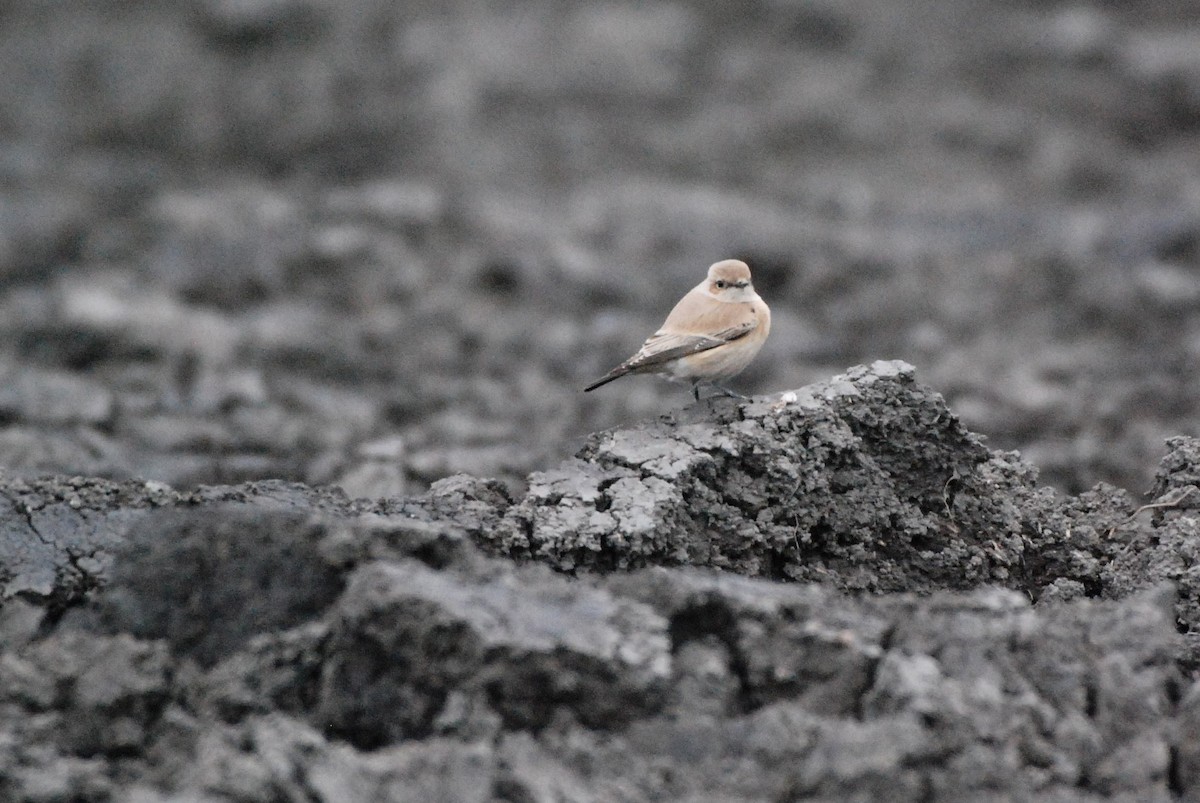 Desert Wheatear - ML625479345