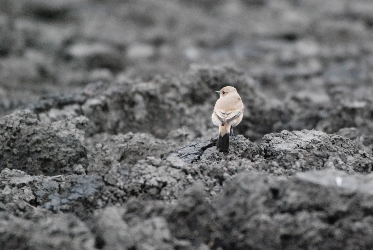 Desert Wheatear - ML625479346